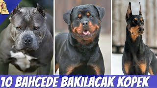 Bahçede ve Evde Bakılabilecek 10 Zeki Köpek Cinsi KÖPEK DOG EVDEBAKILACAKKÖPEKLER [upl. by Hollyanne]