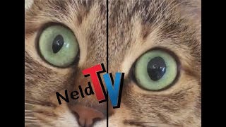 Cats Pupils Dilated  So Awesome  Eye Changing [upl. by Dzoba331]