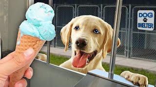 Surprising Homeless Dogs with Ice Cream Pitbulls  French Bulldogs and more [upl. by Ahsitam]