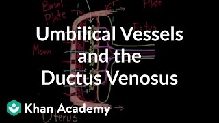 Umbilical vessels and the ductus venosus  Circulatory system physiology  NCLEXRN  Khan Academy [upl. by Zetram]