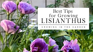 HOW to PLANT and GROW LISIANTHUS plus TIPS for growing lisianthus in HOT CLIMATES [upl. by Ilatfan308]