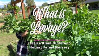 What is Lovage [upl. by Adimra]