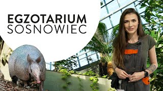 Odwiedź sosnowieckie Egzotarium [upl. by Sonaj]