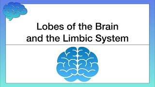 Lobes of the Cerebral Cortex and the Limbic System [upl. by Brenk]