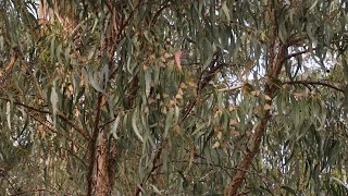 Pismo Beach State Park sees a decline in Western Monarch Butterflies [upl. by Aiasi]