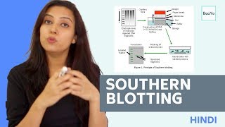 Southern Blotting  Basic Procedure  In Hindi [upl. by Aedrahs864]