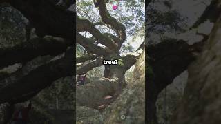 Oldest trees in world history viral trending tree nature [upl. by Rosanne]