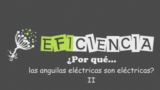 ¿POR QUÉ LAS ANGUILAS ELÉCTRICAS SON ELÉCTRICAS II Órganos eléctricos Generar electricidad [upl. by Leah166]