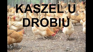 Odcinek 1082 CHOROBY KUR KASZEL U DROBIU PRZYCZYNY CZYM JEST JAK LECZYĆ PORADY [upl. by Boys]