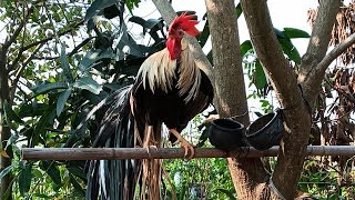 Hoabachthuy đang phát trực tiếp Longtailed ornamental chicken crowing continuously on the tree [upl. by Nnauol]