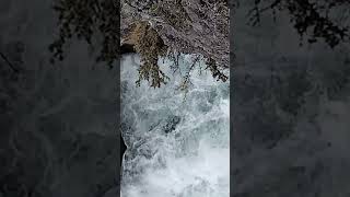 Rheinfall🇨🇭 wasserfall strömung nature [upl. by See106]