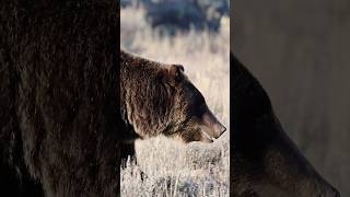 Grizzly Bear 610 Steps Out Oct 2024 bears wildlife grizzlies [upl. by Nairim84]