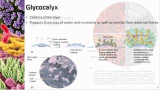 Chapter 03 Prokaryotic Structure  Cowan  Dr Mark Jolley [upl. by Teteak]