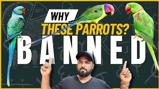 Banned Parrots in India  Reasons amp Our Responsibilities as Bird Hobbyist ShaikhTanveer [upl. by Neri433]