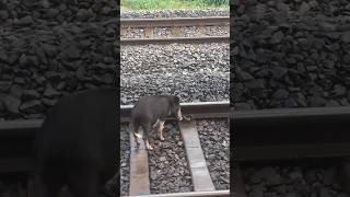 Pig and crow animals pig crow train yt ytsho [upl. by Eillac]