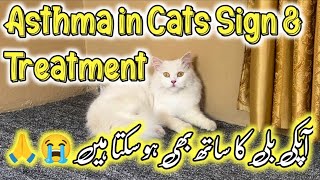 Asthama in Cats😭 Causes amp Treatment of Asthma in Cats😭  How to treat cat in asthama attack [upl. by Eerahc]