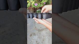 Unboxing Seedlings Tray gardening meesho plants [upl. by Linden628]