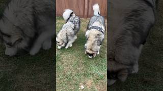 Malamute vs Malamute Who has the fluffiest tail shorts puppy malamute dog husky subscribe [upl. by Audris]