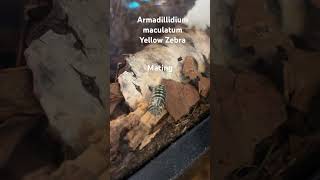 Isopod mating Armadillidium maculatum Yellow Zebra isopods [upl. by Haorbed]