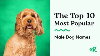 The Top 10 Male Dog Names  Common Boy Dog Names [upl. by Chernow301]