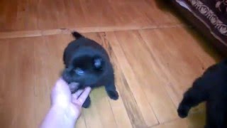 Schipperke puppies 5 weeks  Щенки шипперке Украина [upl. by Eiuqcaj]