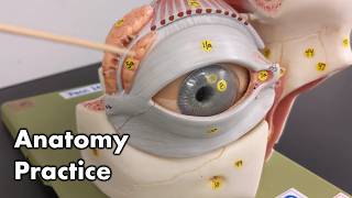 Eye Anatomy  Review and Quiz [upl. by Ttekcirc221]