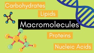 Beginners Guide to MACROMOLECULES [upl. by Harve]