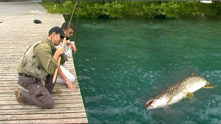 Pecanje štuke smuđa šarana na jezeru Bled u Sloveniji  Fishing pike zander and carp in Slovenia [upl. by Spindell]