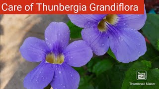 Thunbergia Grandiflora Care  How to Grow and Care Bengal Trumpet VineBengal Clock Vine Blue Sky [upl. by Airotkciv]