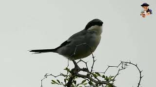 صوت الصرد الرماديPiegrièche grise بوراس الجزائر algerie wildlife wildlifephotography [upl. by Westhead935]