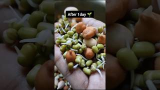 sprouts benefits sprouts sivaramanspeech sproutssaladhealthytipsrecipefoodiehowtomakesprouts [upl. by Nirok425]