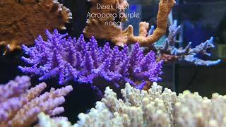 Acropora purple nana coral 03052021 update in nano reef [upl. by Merri]