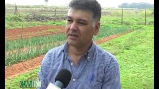 Producción de cebolla como alternativa a productores de hortalizas [upl. by Ramey]