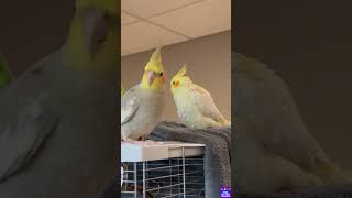 Chocobo  Ladys boarding recap with Bird Sitting Toronto [upl. by Ennoved952]