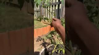 How to hand pollinate tomatoes [upl. by Coy]