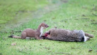 Stoat Hunts And Kills Rabbit  Best Fight Complication [upl. by Htenaj515]