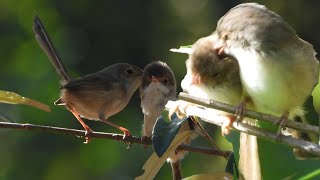 Wren Cutest Fairy Wren in the Wild Small Birds Wildlife [upl. by Aicad568]