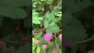 Mimosa pudica flowers [upl. by Nael143]