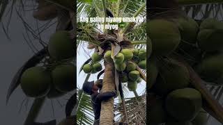 Ang galing niyang umakyat ng niyog 🌴 coconut coconutfarmer buhaysaprobinsya [upl. by Annodas]