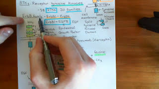 The PI3K  Akt  mTOR Pathway Part 2 [upl. by Drofliw]