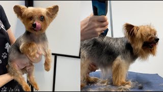 Senior Yorkshire terrier  Full Grooming vertical video [upl. by Beaufert]