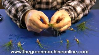 Preparing Eleocharis Parvula Hairgrass for planting in an aquarium [upl. by Ardme]