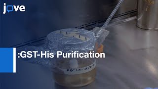 TwoStep Affinity Purification Yielding FullLength Purified Proteins l Protocol Preview [upl. by Salas]