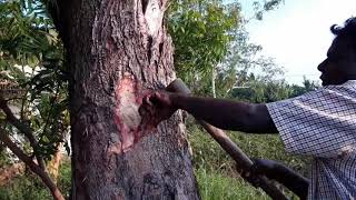 How to Make Neem Infusion  வேப்பம்பட்டை கசாயம்  Village Faring and Cooking [upl. by Cerelia]