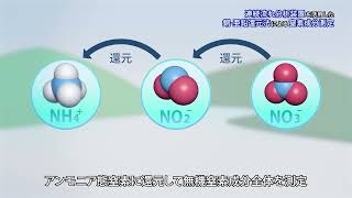 連続流れ分析装置を活用した銅ー亜鉛還元法による窒素成分測定 [upl. by Surtimed]