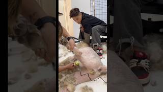 Very aggressive dog grooming😍 pets groomed catcare funny cats grooming animals [upl. by Babbette615]