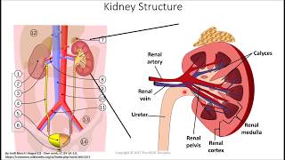 MCAT Prep Renal Physiology Part I Basic Renal Processes [upl. by Steere]