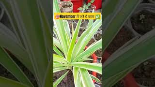 November में ये काम करना नही भूलना है  spider plant care 💡tips to uniqueytshorts shorte spider [upl. by Meuse127]