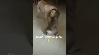 PLEASE SEPERATE US DOG AND CAT FIGHT dogs cat fight [upl. by Knute]