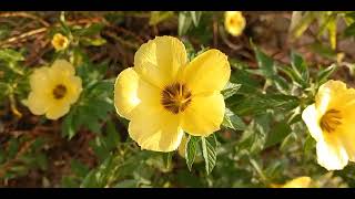 月见草 Oenothera Biennis  Evening Primrose [upl. by Meekar]